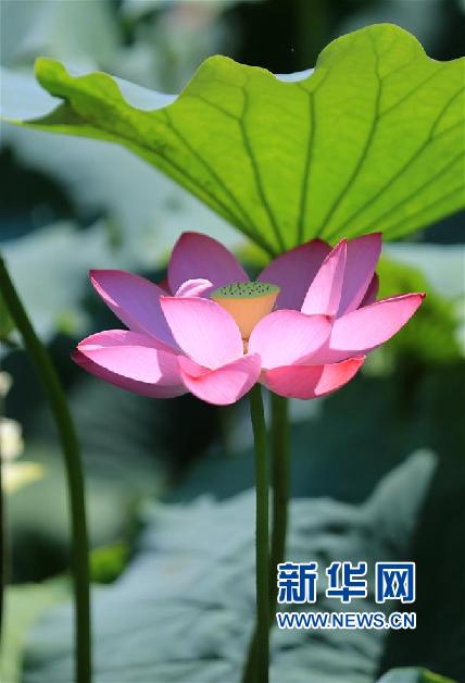 #（新华视界）（4）山东沂南：夏荷别样红