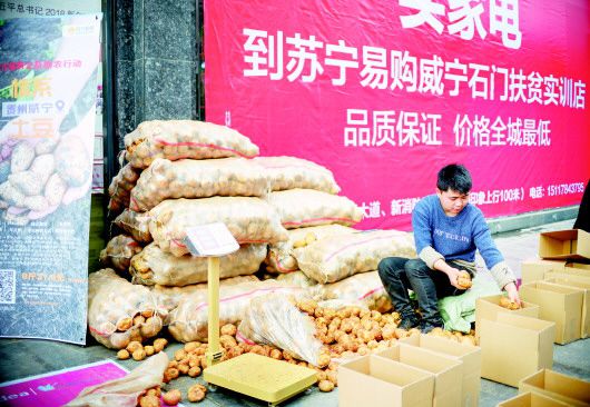 威宁土豆成网红