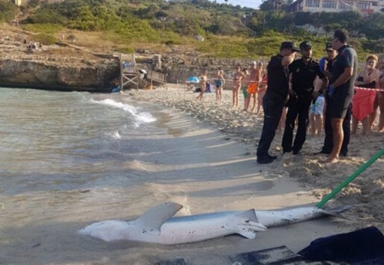 西班牙海滩惊现大青鲨 游客惊慌失措纷纷逃离
