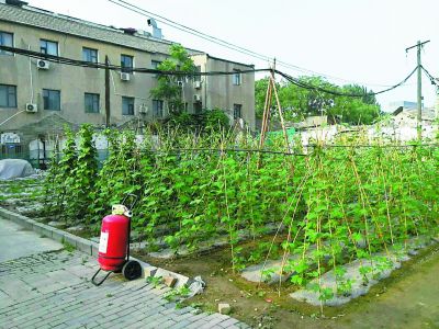 小区空地种上菜行吗？