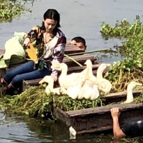 马思纯给鸭子扇风，网友：把鸭子认成周冬雨了？