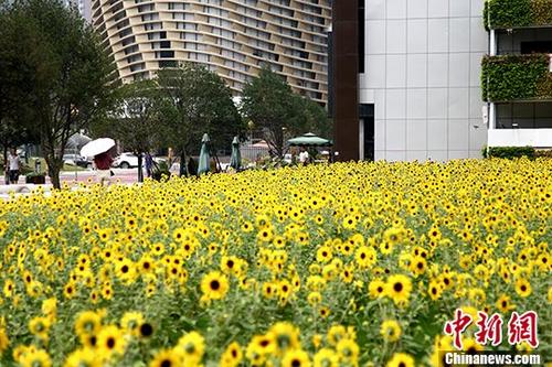 向日葵“花海”亮相西安步行街