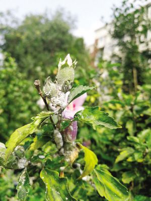 天津市植物发现新检疫性有害生物 扶桑绵粉蚧 天津频道 人民网