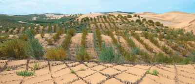“大漠变绿洲”的中国样本