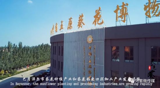 震撼首发:世界向日葵产业发展论坛暨国际向日