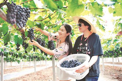市民在大圩葡萄园采摘