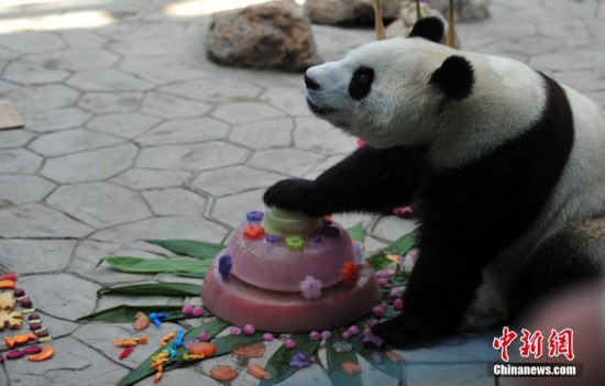 熊猫兄弟过生日 蛋糕礼物抢眼--陕西频道--人民