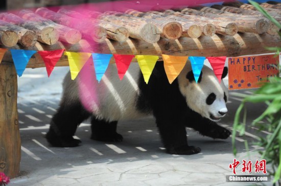 熊猫兄弟过生日 蛋糕礼物抢眼--陕西频道--人民