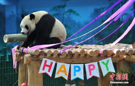 熊猫兄弟过生日 蛋糕礼物抢眼--陕西频道--人民