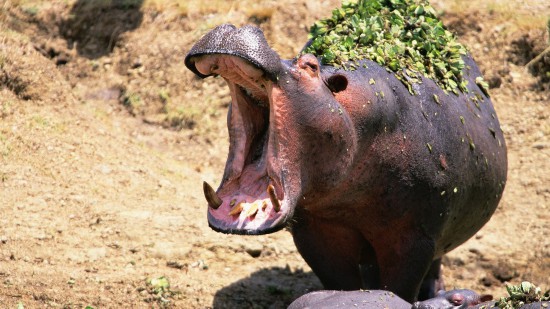 两名中国台湾游客肯尼亚游玩遭河马袭击 致1死