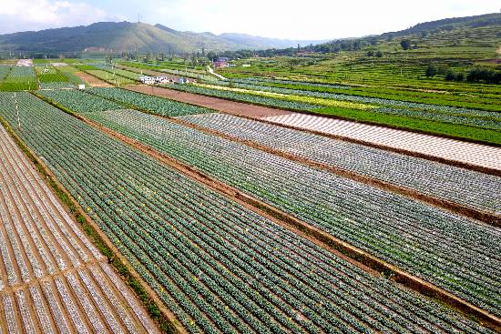 【2018网络媒体宁夏行】西吉县:发展订单蔬菜