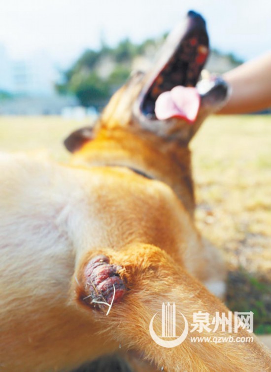 退不下来的搜爆犬梅西