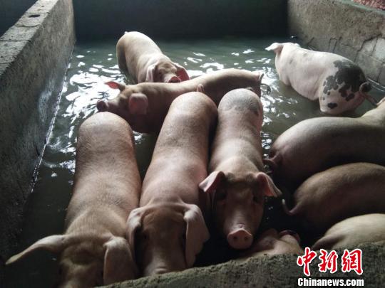 養殖戶張玉軍雖然不停的排水，豬圈內依然積水很深。　朱志庚 攝