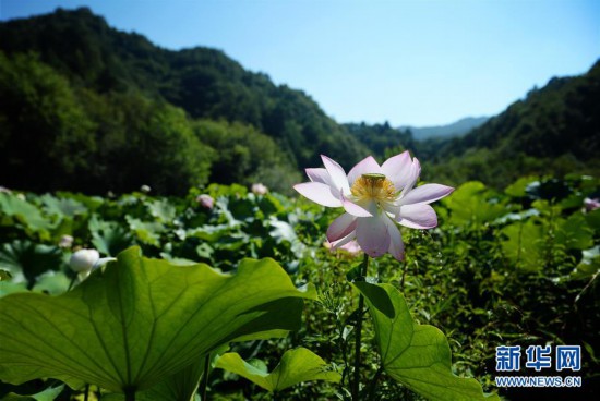 （环境）（3）高山芙蕖映日开