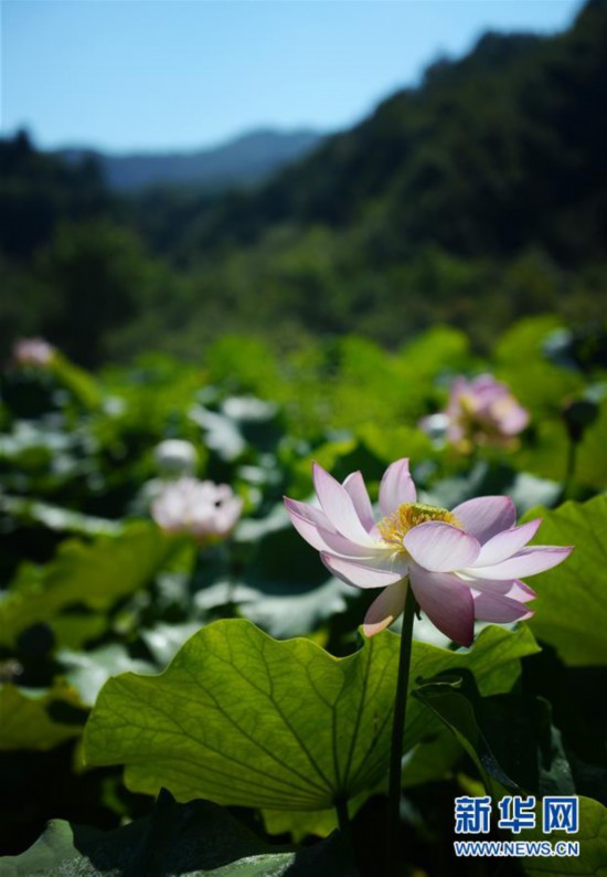 （环境）（4）高山芙蕖映日开