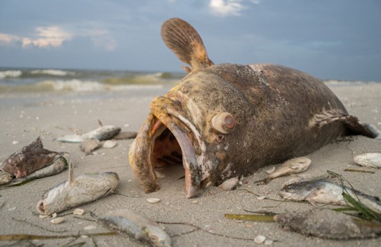 美佛州爆发赤潮危机 红色幽灵致鱼类大量死亡