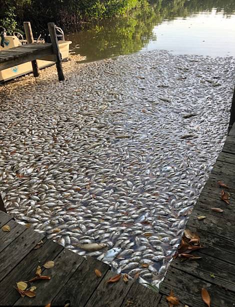 美佛州爆发赤潮危机 红色幽灵致鱼类大量死亡