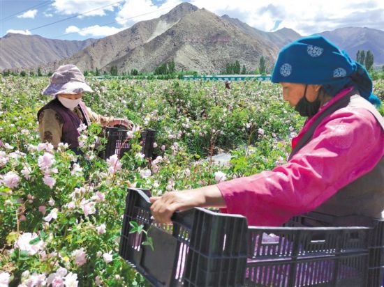 拉萨市净土健康产业百花齐放