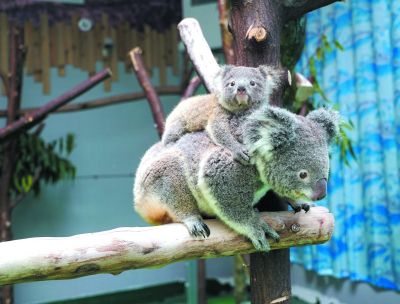 南京红山动物园考拉宝宝首秀 面向社会征名