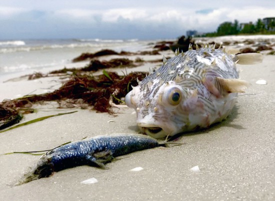 美佛州爆发赤潮危机 红色幽灵致鱼类大量死亡