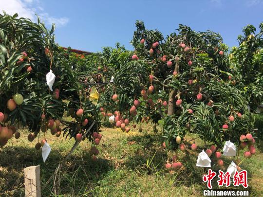 “煤鄉”變“芒鄉”雲南高原小鎮的綠色轉型之路