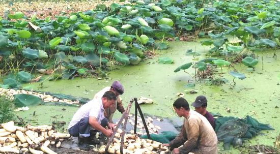 淮安市淮安区戴庄村荷藕种植增加农民收入