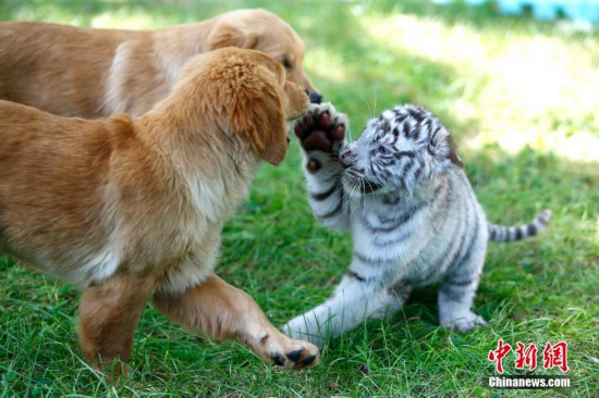 北京野生动物园小白虎与小金毛犬打成一团