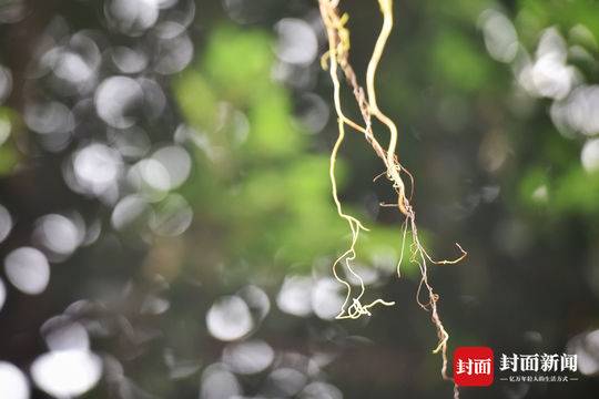 现实版"蓝银草" 原来是植物杀手