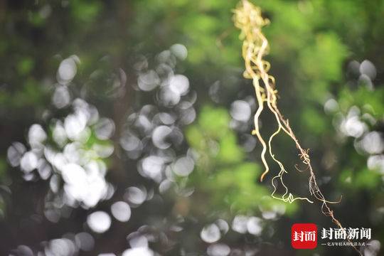 现实版"蓝银草" 原来是植物杀手