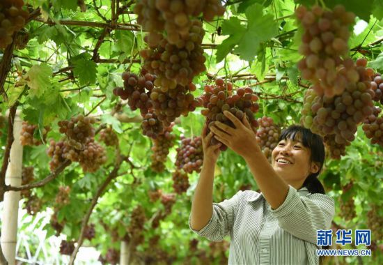 #(图片故事)(1)贵州松桃:一名农村妇女的“脱贫梦”