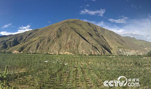 玉樹千畝林木良種繁育實驗基地（王小英/攝）