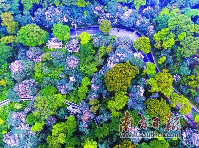 深圳：中國最“擁擠”城市，走出特色創森路