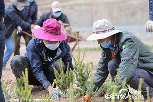 植樹（玉樹州林業局供圖）