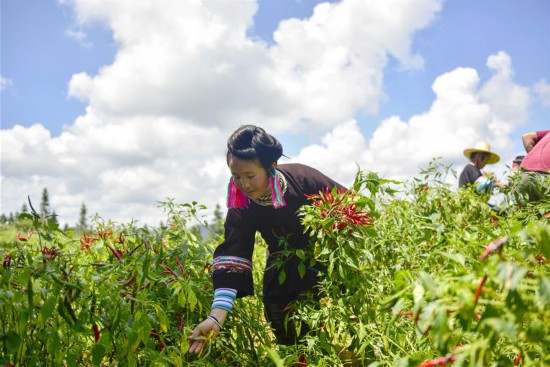 贵州从江:朝天椒助增收