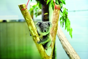 南京红山动物园新生考拉是女宝宝 拟取名宁萌