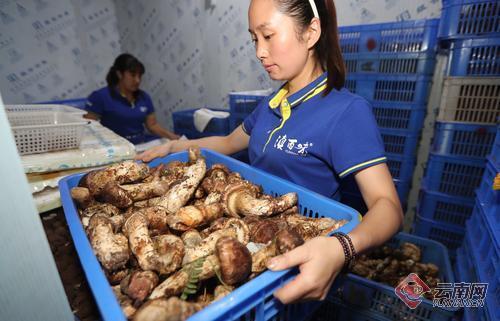云南野生菌旺销势头不减松茸刚收尾松露又上市（组图）