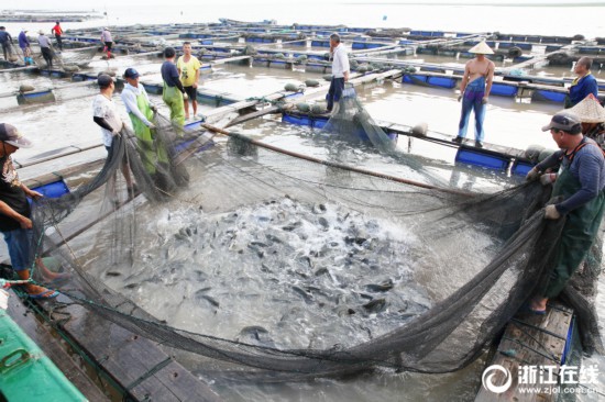 台州温岭:精品鲈鱼游向韩国