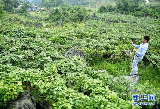 #(经济)(4)鄂西山区八月瓜 网络科技助推野果富农