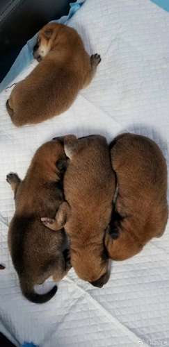 黄磊发文帮小H狗崽征名 来感受下网友的神奇脑