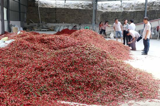 青杠坡镇辣椒收购突破200万斤--贵州频道--人民
