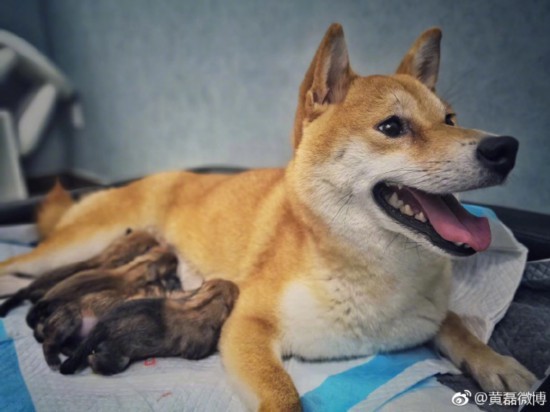 黄磊发文为小H征名网友回复亮了 网友:那你岂不是升级当“爷爷”了