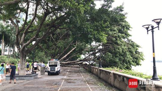 台风山竹肆掠广州后 最受伤的是行道树