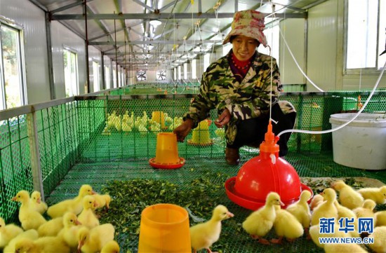 西藏昌都:生态鹅养殖助力脱贫