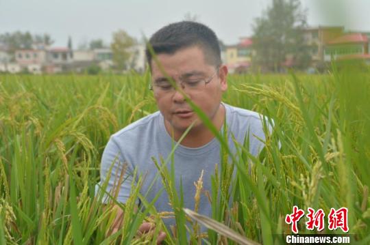 种一季收两茬 河南再生稻成农民增收金种子