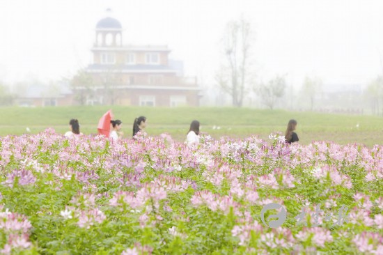 盐城大丰:百亩格桑花盛开吸引众多游客观赏拍