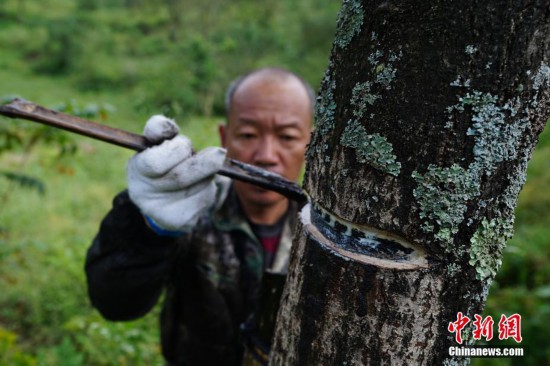 贵州大方大山里的割漆人