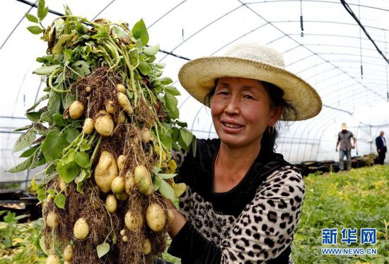 河北张北:马铃薯产业化发展富农家