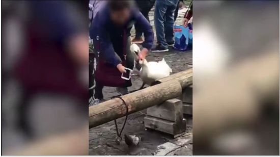 亚洲游客掐天鹅脖子激怒瑞士网友 被指对生命