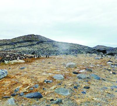 “暴雨”可能引发企鹅幼鸟灾难事件