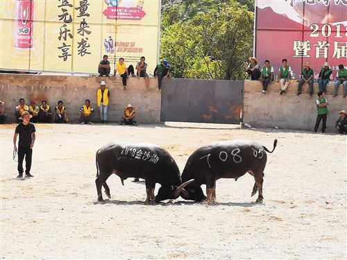 精彩!广西牛王争霸赛牛气冲天
